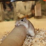 Piper - The Pied Agouti