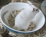 Light Colorpoint Agouti Male Gerbil