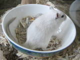 Colorpoint Silver Agouti Male Gerbil